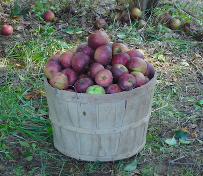 Planting Heirloom Apple Trees